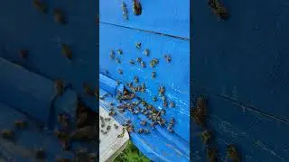 Лето. Все заняты делом. Пчеловодство