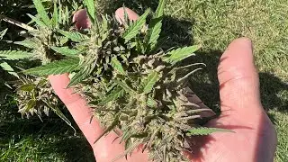 Outdoor Garden ￼2024 August 3 Phone overheated￼ ￼