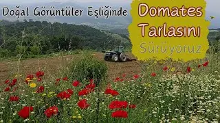 Bu Görüntüler İçinizi Isıtacak / Tarla Sürüyoruz / Tırmık Yerine Kürüyücü