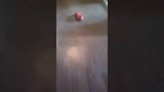 русский спаниель собачья жизнь