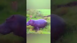 Львы рискуют напасть на бегемота в воде.