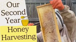 PULLING HONEY FROM OUR HIVES! | FRESH HONEYCOMB