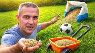 How to sow lawn grass