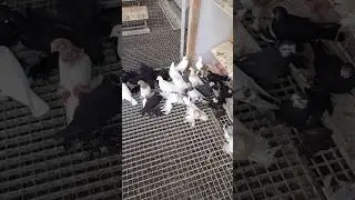 Пискунов запустил в лётный отсек.