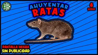 SONIDO PARA AHUYENTAR RATAS 🚫🐀 REPELENTE DE RATAS - ULTRASONIDO