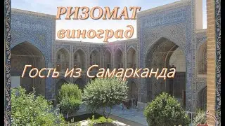 Ризомат виноград