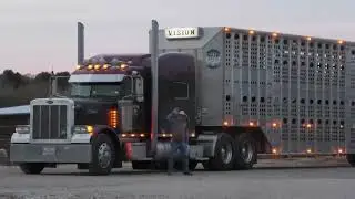 Compilation I love Cattle trucks videos
