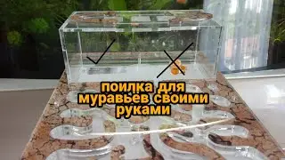 Как сделать поилку на арену формикария . AntSipo.
