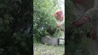 как снять рой пчел с куста