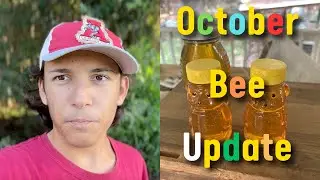 Beekeeping | October bee Update, What I am Doing Now...