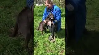 Элегантный взрослый пёс Толик в добрые руки