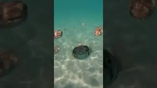Se não é amigo, por que tem forma de amigo? 🐡