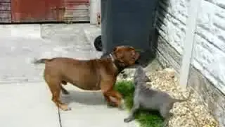 Venus and Toby outside