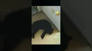 Смешное видео,кошки 