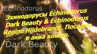 Эхинодорусы Echinodorus Dark Beauty & Echinodorus Regine Hildebrandt. Посадка в аква кашпо.
