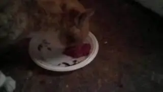 кот ест свеклу с чесноком😹