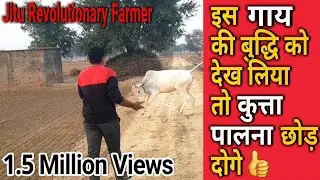 👍Intelligent Desi Cow -इस गाय की समझदारी -देख ली तो कुत्ता पालना छोड़ देंगे.👍