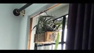 sparrow Bird building nest with the help of kids🐦
