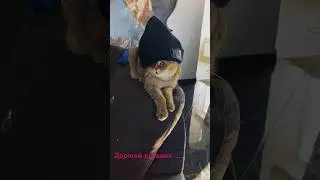 Ни один котик не пострадал!!!❤️😂 