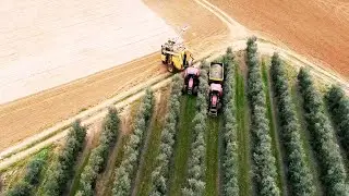 This Machine Harvests Olives As Expensive As Gold -  Impressive Agriculture Machinery And Tractors