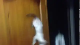 Кити прыгает с двери.