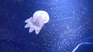 jelly fish