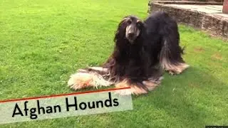 Afghan Hound - Bests of Breed