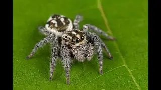 Я ПАУК???? игра Webbed Пау