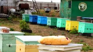 Бакфаст MKN 10 материнка для вывода маток