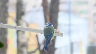 ЛАЗОРЕВКИ (Cyanistes caeruleus)  и СИНИЦЫ
