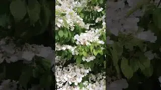 Колокольные звоны Швейцарии 