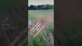 #немецкийбоксер немецкий боксёр/Роне 2 года