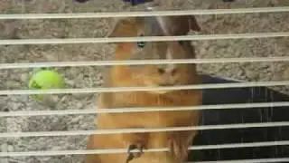 Our guinea pig rockin music video!
