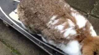 Skateboarding Rabbit