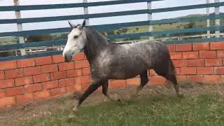 HarasToday - Apresenta Dádiva da Today