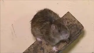 The brown rat and interesting facts about it