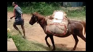 GOODS carrying HORSES