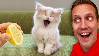 Worlds Funniest Cat Fails