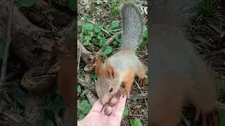 Ессентуки и маленькие бесстрашные белки