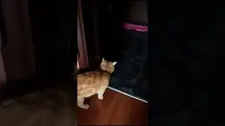 Лёвка сбежал от неутомимой невесты😄😆😂