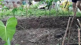 Mag tanim tayo ng bok choy