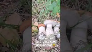 Выехал на заготовку дров,а тут море грибов! 