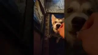 Маламут Дашка и кислая капуста