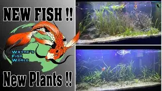 I've got few new Tanks !! New Fish ! New Plants !