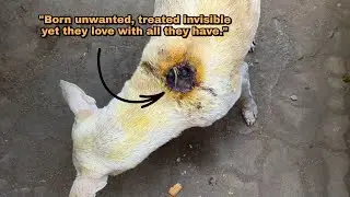 Saving a dog that was abandoned and injured, what happened to him?