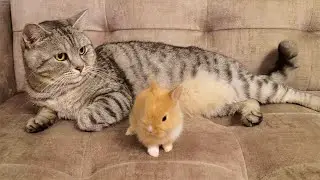 Little rabbit wants to make friends with a cat