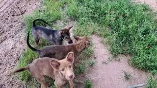 Small farmily at farm they happy with fresh life