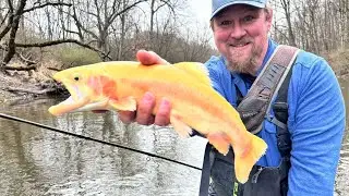 Nice, Fat, Chunky Pennsylvania Keystone Select Fish Spring 2024