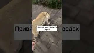 Как бы сложно не было - старайтесь спасти🙏🏼 Вселенная всегда поможет❤️ 