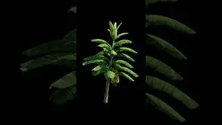Banana Tree Generator V4 - Blender GeometryNodes